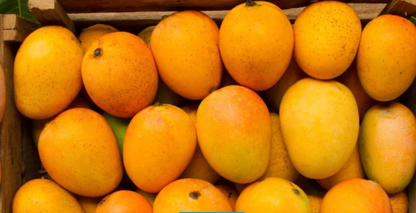 Alphonso Organic Mangoes-12Pcs